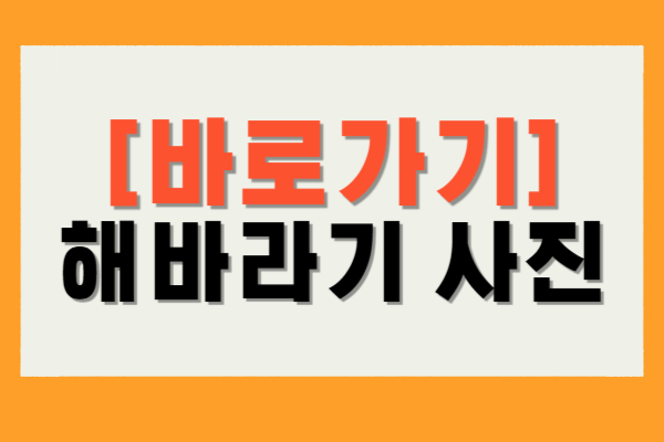 해바라기 사진 다운로드